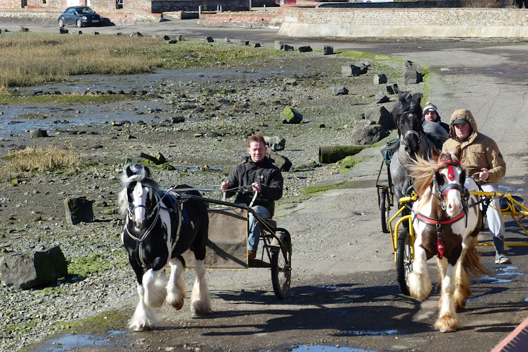 Bosham Harbour Gypsy Vanner horses pulling traps being driven by men