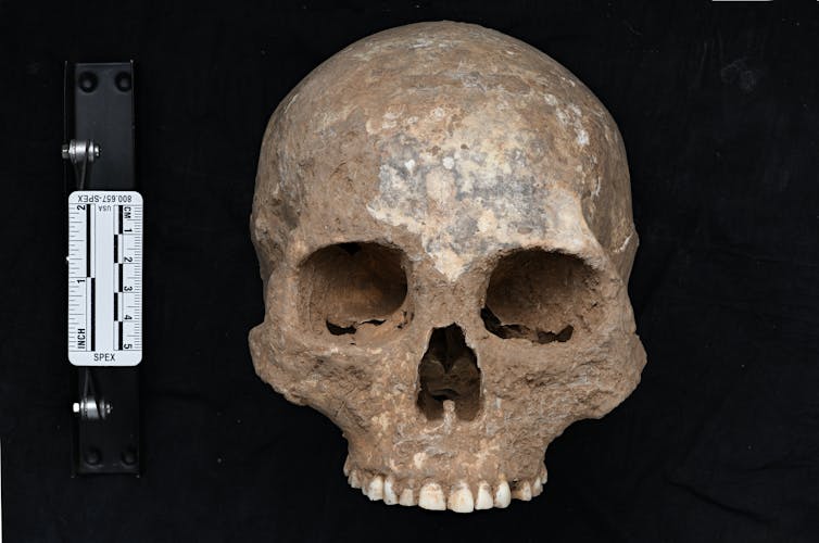 Ancient skull without bottom jaw