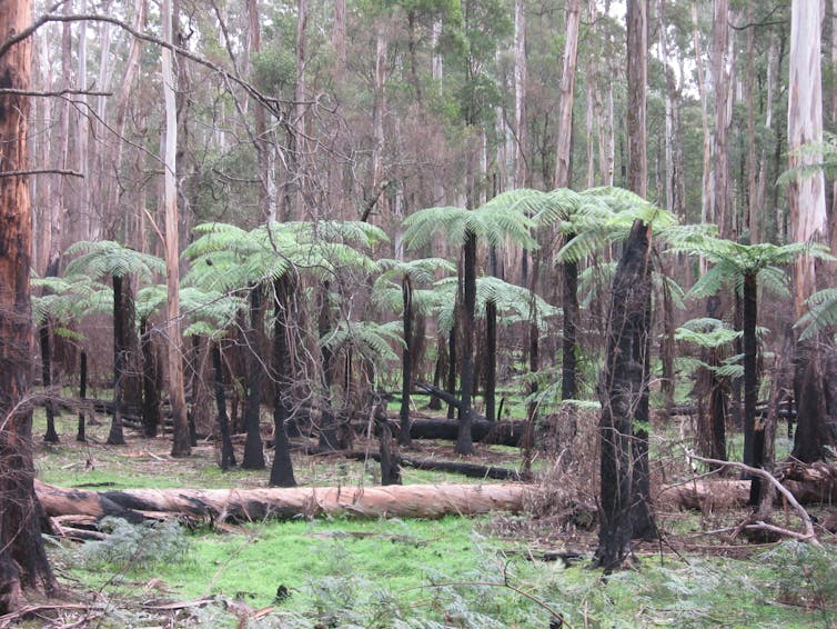 Green fronds growing from blackened stumps in a forest.