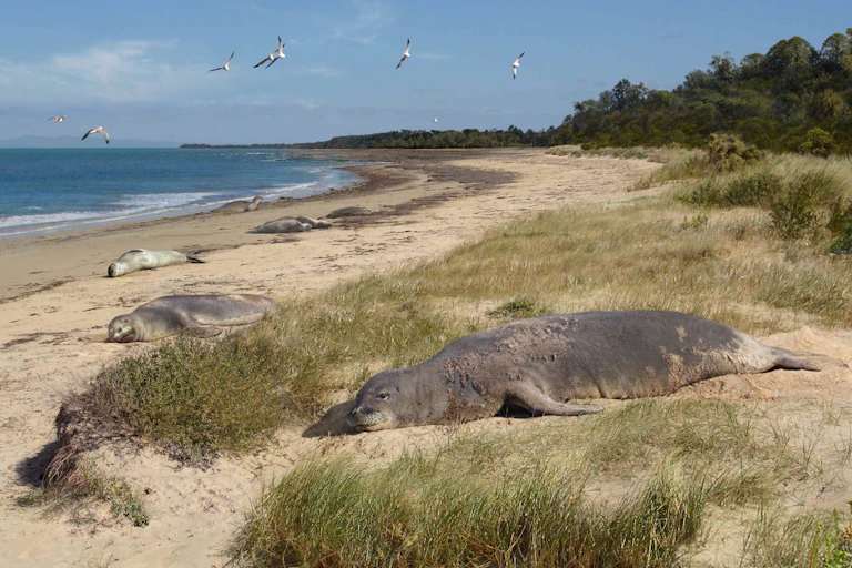Reconstruction of some beached Beaumaris seals from six million years ago.