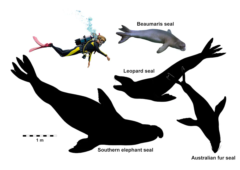 In A Land Of Ancient Giants These Small Oddball Seals Once Called in-a-land-of-ancient-giants-these-small-oddball-seals-once-called