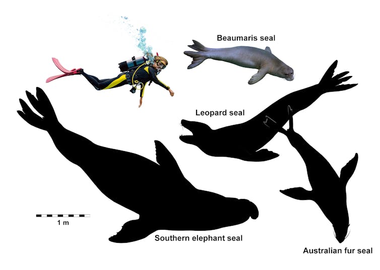 In a land of ancient giants, these small oddball seals once called Australia home