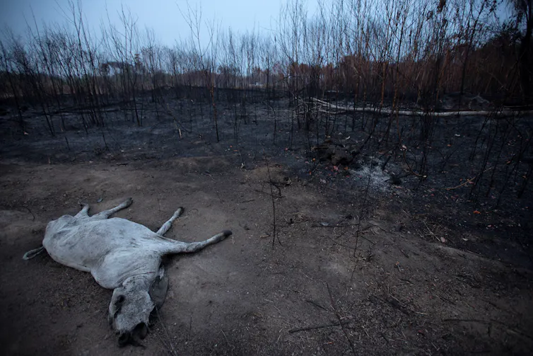 A dead cow lies on scorched land.
