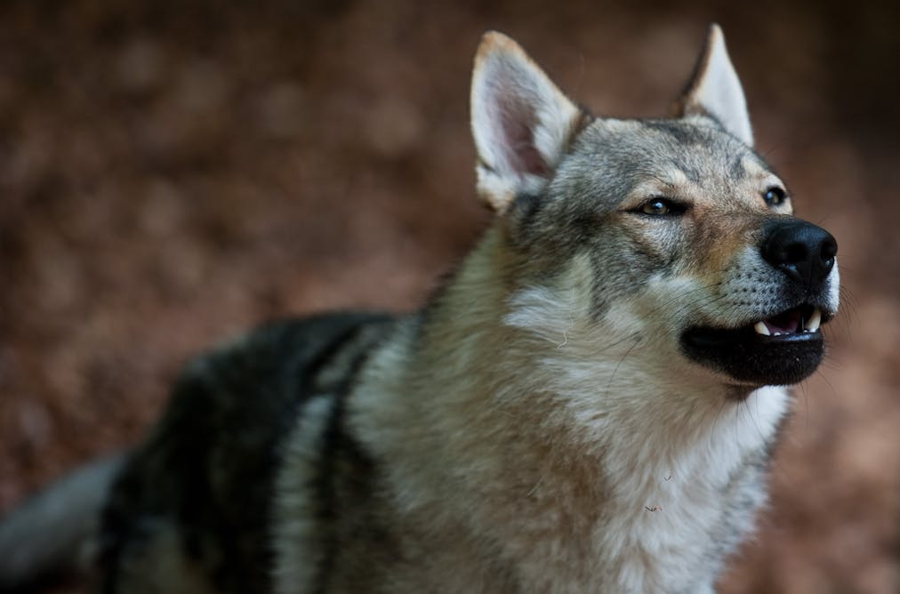 New DNA analysis says your pooch's ancestors were Central Asian wolves