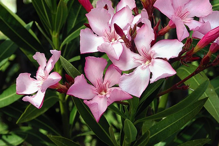 Pink oleander in bloom.