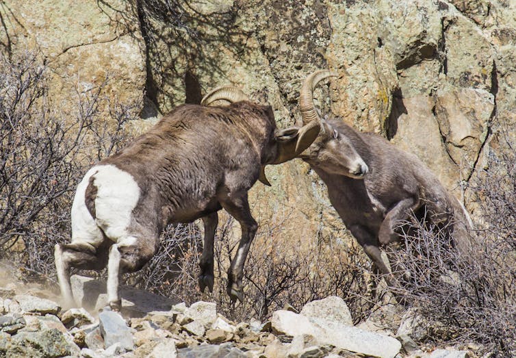 two male big horns locking horns