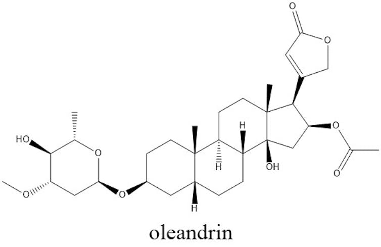 A drawing of the chemical structure of oleandrin.