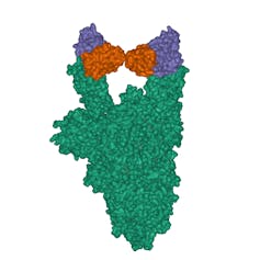 Y-shaped antibody bound to the spike protein.