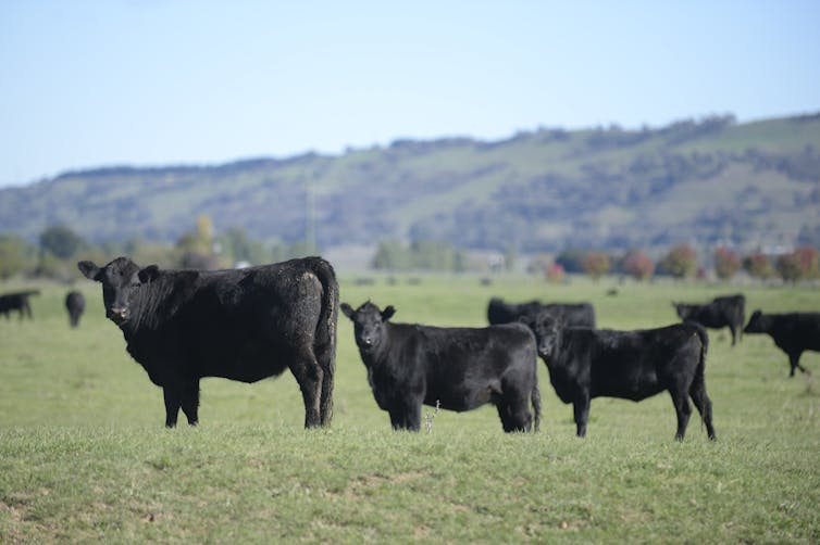 Black cows grazing or looking at the camera on a paddock
