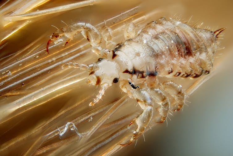 Head louse on human hair