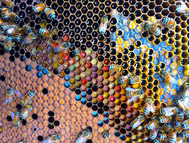 A beeswax frame with worker bees and all sorts of coloured pollen