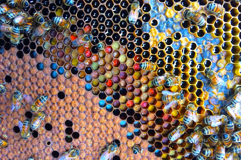 A beeswax frame with worker bees and all sorts of coloured pollen