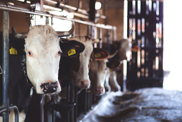 Cattle looking at the camera