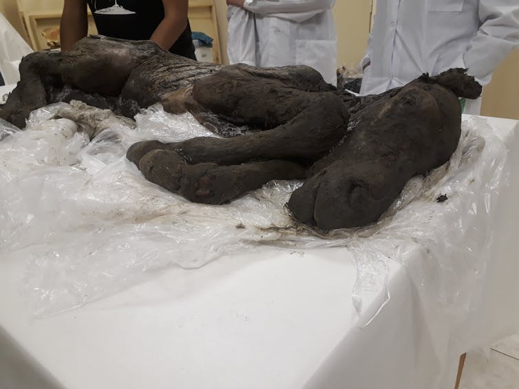 People in white coats stand around a horse carcass.