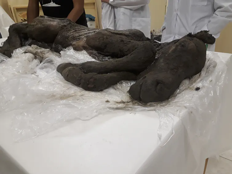 People in white coats stand around a horse carcass.