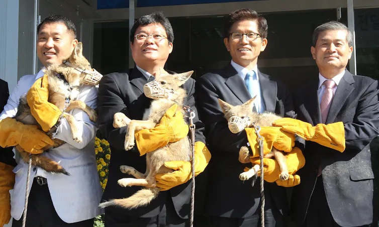 Four men smile for the camera holding coyotes.