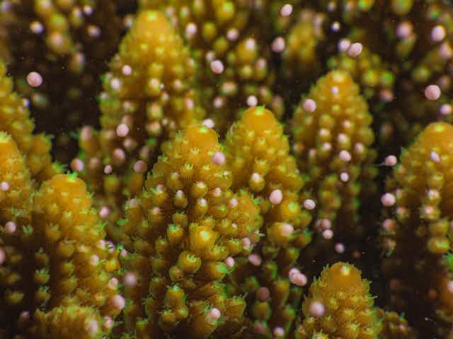 Yellow coral release pink, buoyant eggs into the water.