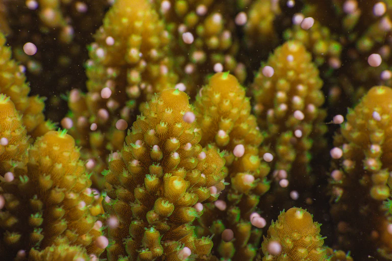 Yellow coral release pink, buoyant eggs into the water.