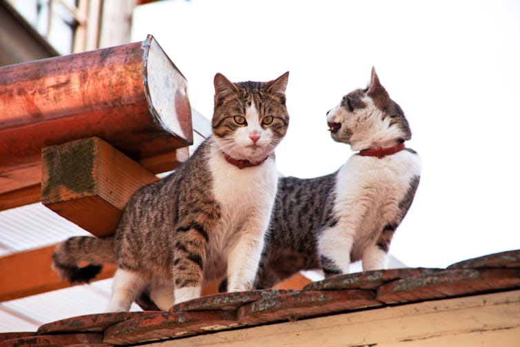Two cats on a roof.