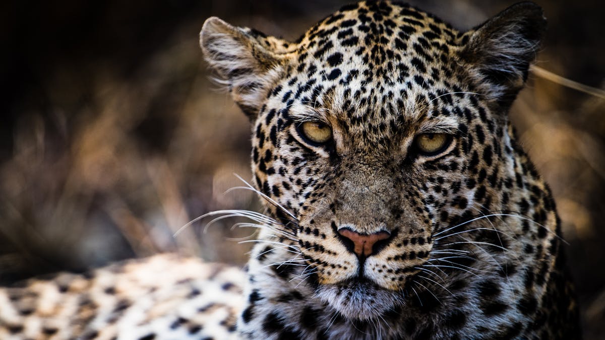 Banning trophy hunting can put wildlife at risk: a case study from Botswana