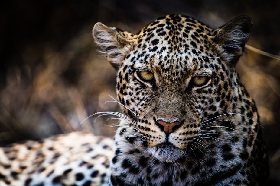 A leopard. 