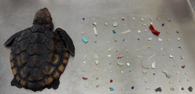Sea Turtles News Research And Analysis The Conversation Page 1