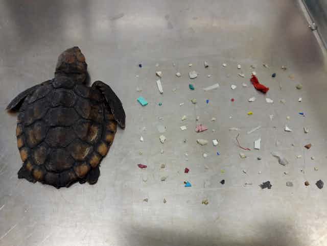 Dead hatchling sea turtle on tray with dozens of plastic fragments