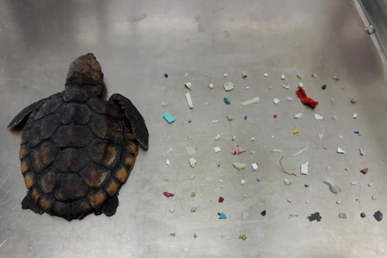 Dead hatchling sea turtle on tray with dozens of plastic fragments