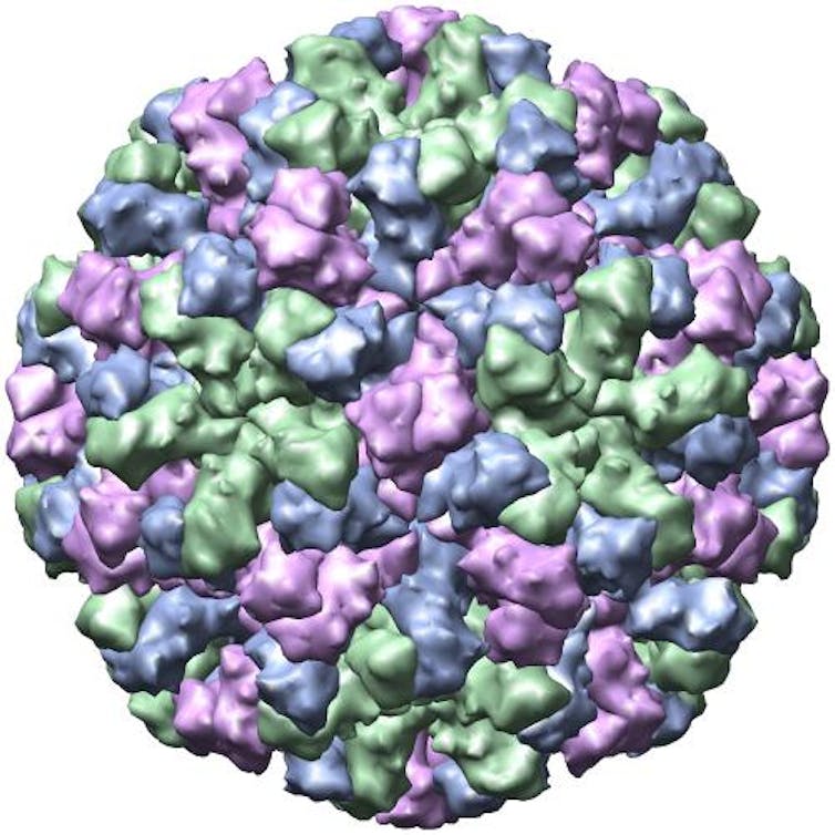 X-ray crystallographic structure of the Norwalk virus capsid