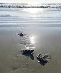 Three baby sea turtles crawl toward a sunlit ocean.