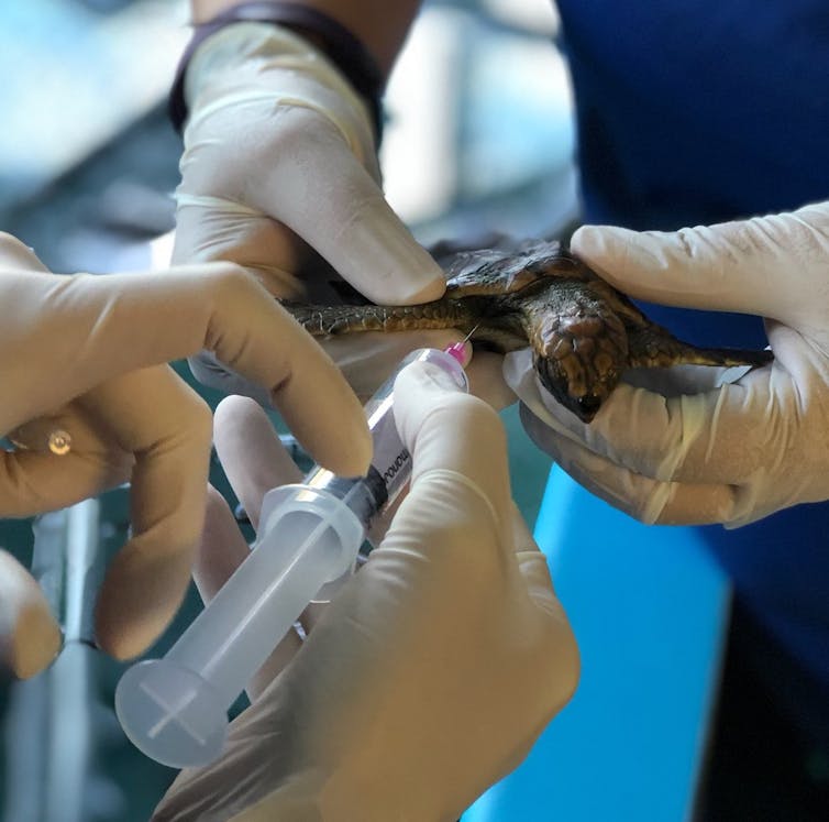 Scientists treating a baby sea turtle.