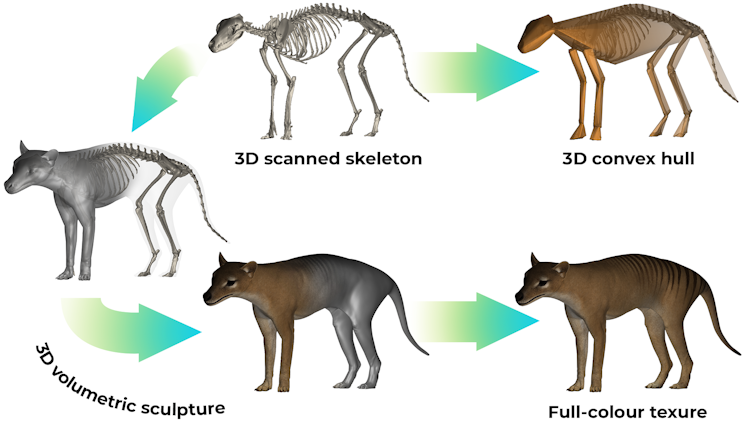 Tassie tiddler? The thylacine was hunted to extinction as a 'large predator' – but it was only half as heavy as we thought