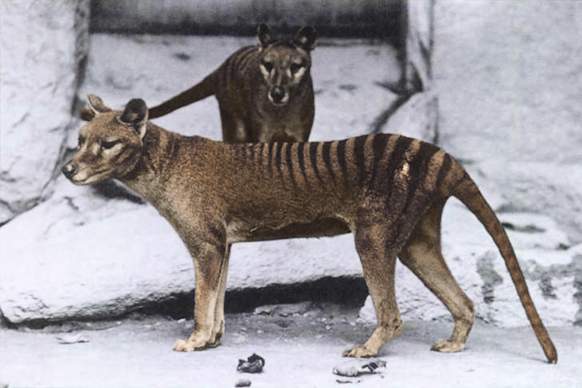 Two thylacines