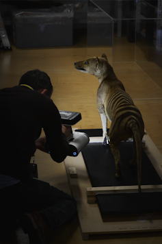 Man taking a scan of a stuffed thylacine