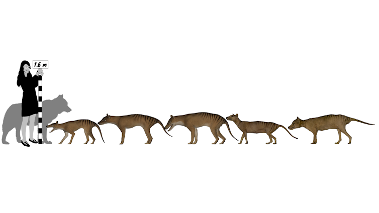 Graphic showing the size of thylacines relative to a woman