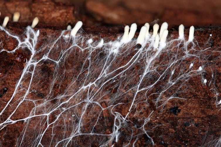 A root-like mycelium structure grows underground.