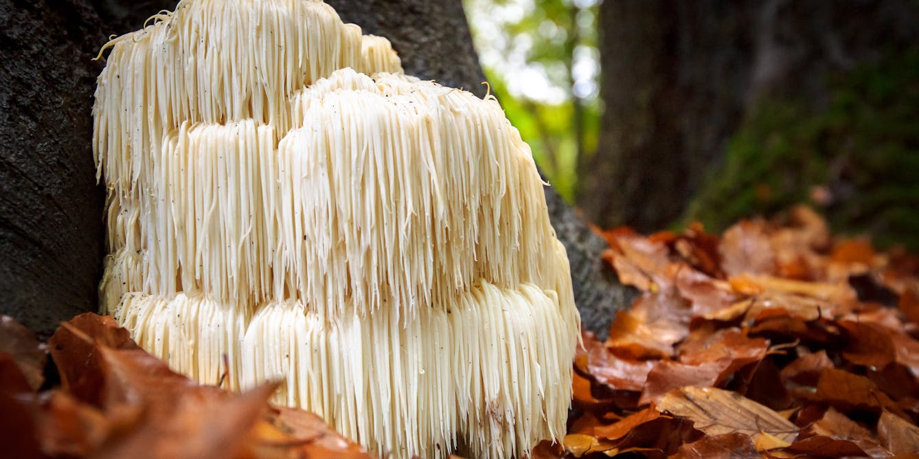 Mushroom Leather Is the Next Big Thing in Sustainable Fashion - PureWow