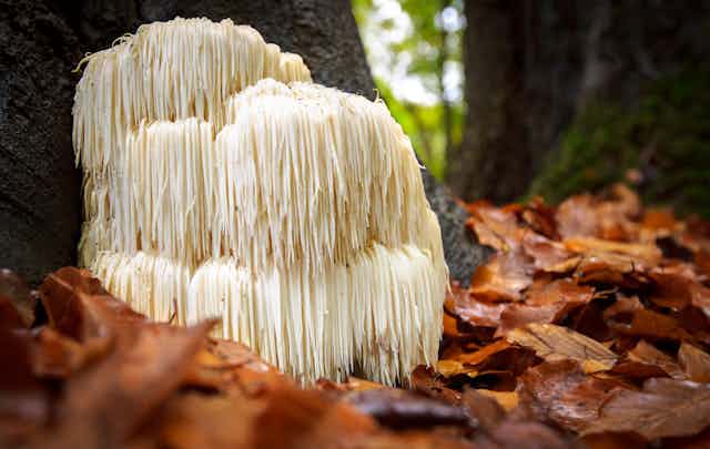Lion's mane mushroom growing on forest floor