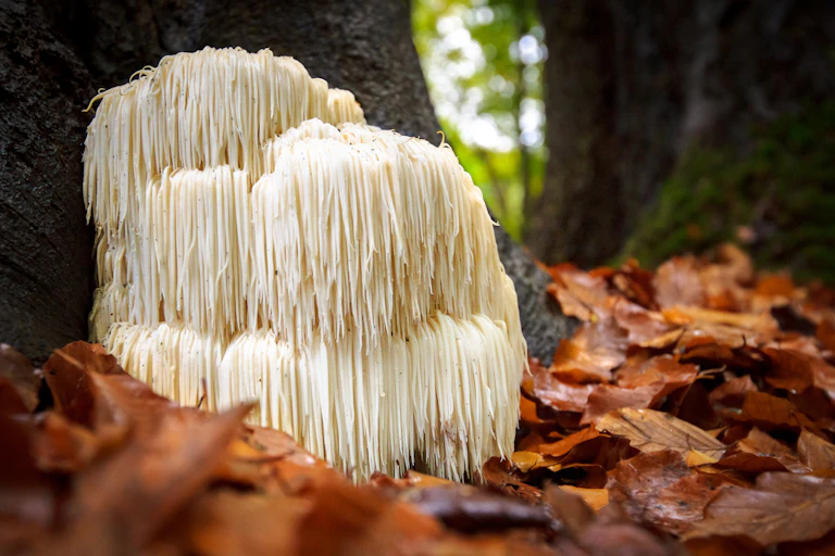 Lion's mane mushroom growing on forest floor
