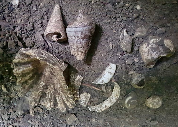 Selection of ancient sea shell pieces