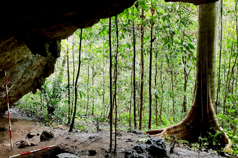 View of rainforest from inside cave