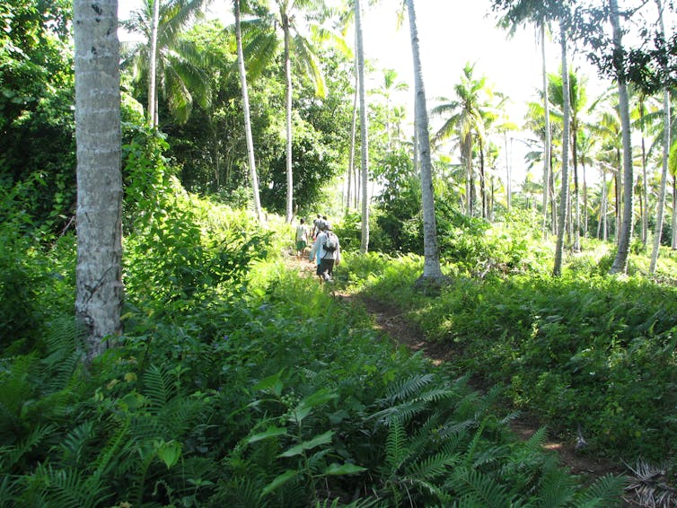 People walking among coconut trees