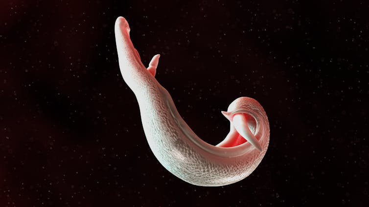3D-rendered medical illustration of the schistosoma parasite
