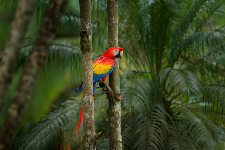 Red macaw parrot in jungle