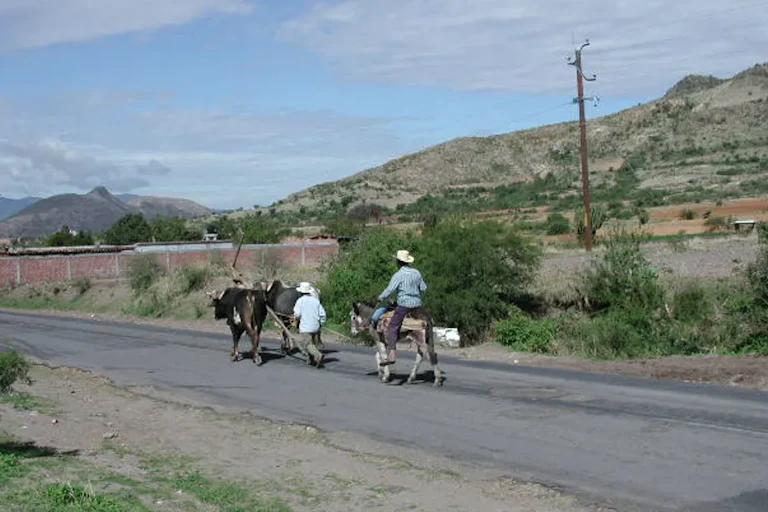 Des agriculteurs marchent avec des chevaux sur une route rurale avec des montagnes en arrière-plan