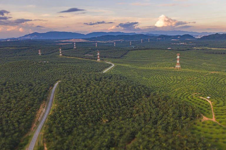 A road winds through a palm oil plantation towards the mountains