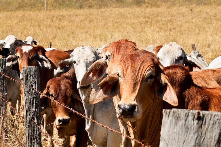 Cows lined ud up against a fence