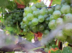 Wine grapes growing on a vine