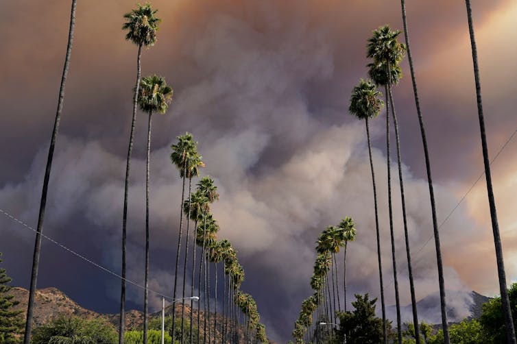 Wildfire smoke pours over palm trees in Azusa, Calif., on Aug. 13, 2020.