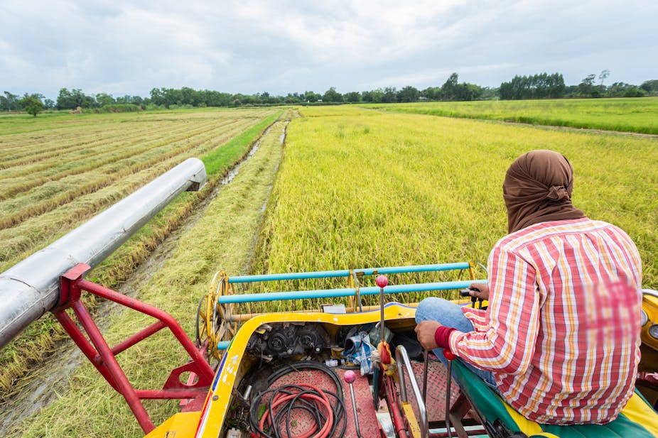 Man driving harvesting machine in rice field